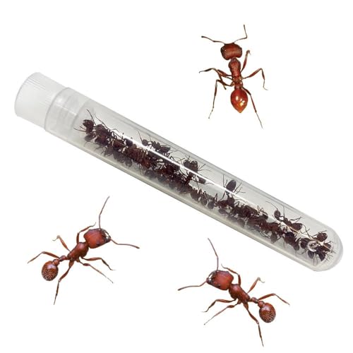 Insect Lore 125 Western Harvester Ants - Grown in USA