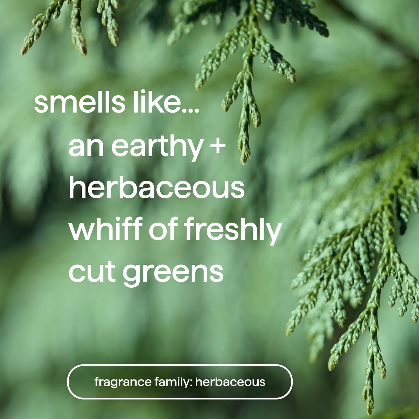 Method Men 2-in-1 Shampoo + Conditioner, Juniper + Sage, 14 Ounces, Packaging May Vary