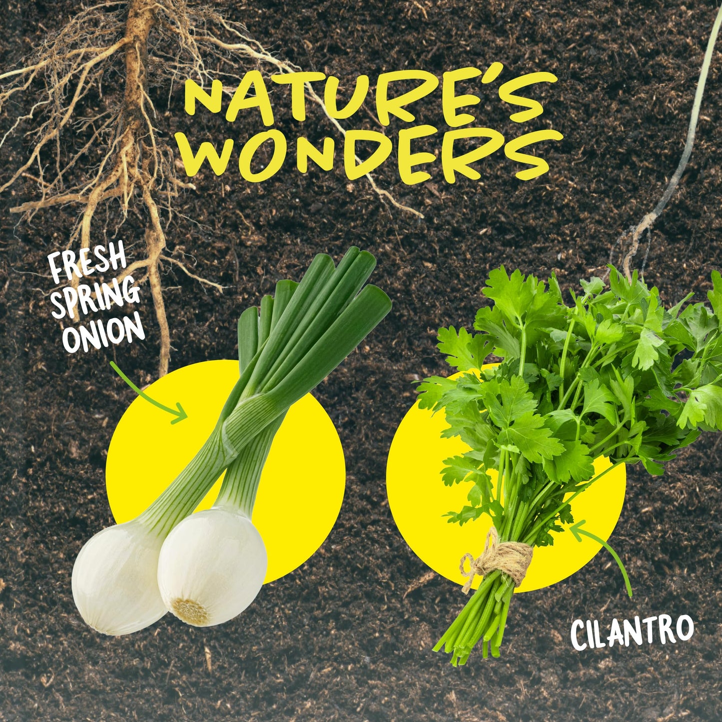 Dan&Darci Root Viewer Kit for Kids – Grow Your Own Plant STEM Science & Craft Toy for Boys & Girls Ages 4-8 | Birthday & Christmas Gift