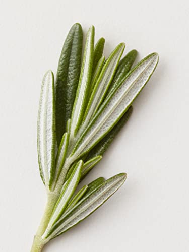 AG Care Stucco Matte Clay Paste, 2.5 Fl Oz