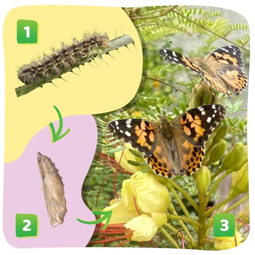 Insect Lore Butterfly Garden Kit – Grow 10 Live Painted Lady Butterflies, STEM Activity with Habitat, Journal, Stickers & Seeds