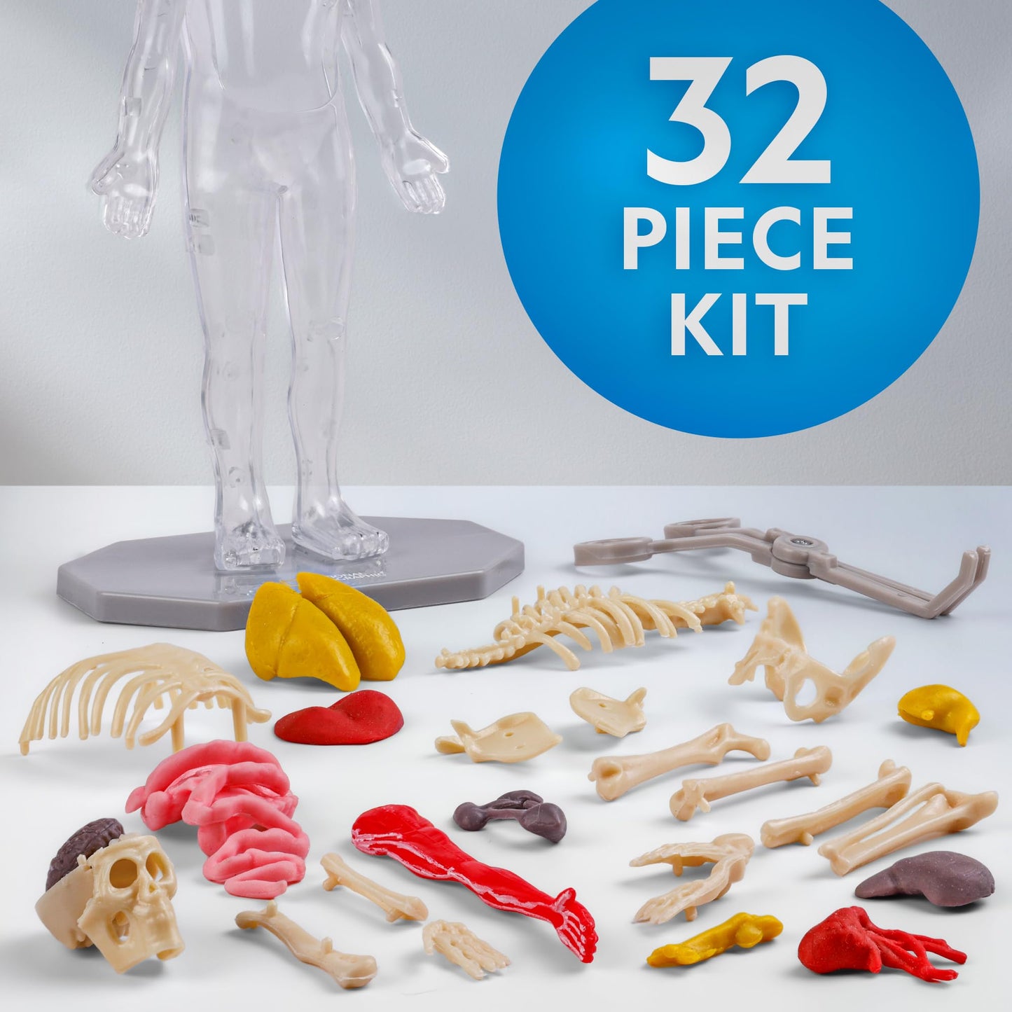 National Geographic 32-Piece Human Body Model for Kids – Glows in Dark, Interactive Anatomy Kit with Bones, Organs & Muscles