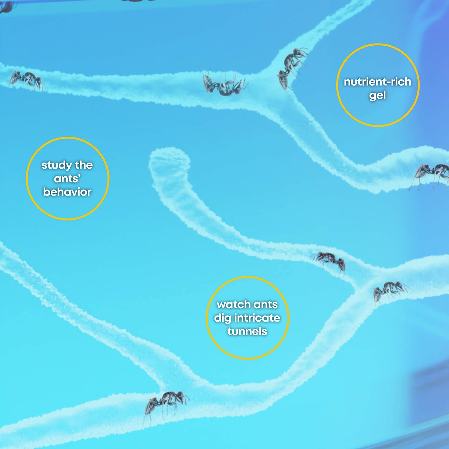 Dan&Darci Light-Up Ant Farm Kit for Kids – LED Terrarium with Nutrient Gel, Watch Ants Dig Tunnels, STEM Science & Experiment Toy Gift