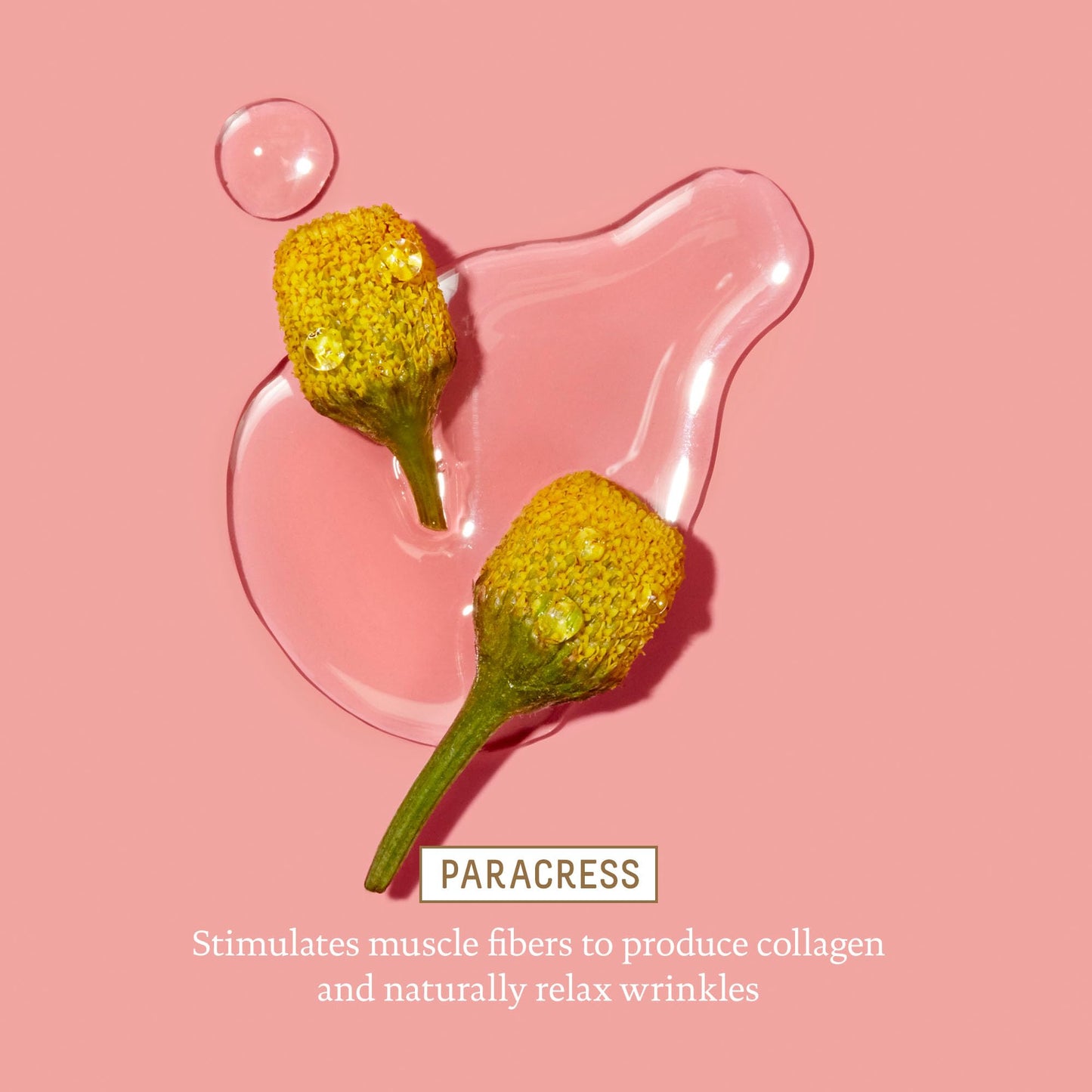 BIOSSANCE Squalane & Marine Algae Eye Cream – Hydrating Anti-Aging Treatment for Fine Lines, Wrinkles & Puffiness, 0.5 oz