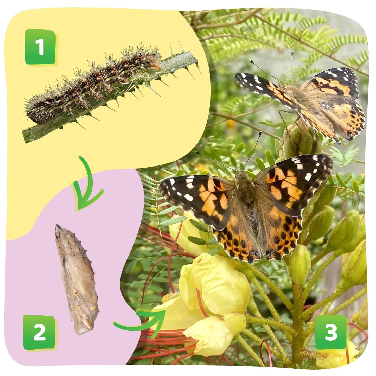 Insect Lore Butterfly Garden Kit - 8" Habitat with 5 Live Caterpillars, Stickers & Extras | STEM Life Science Gift to Grow & Release