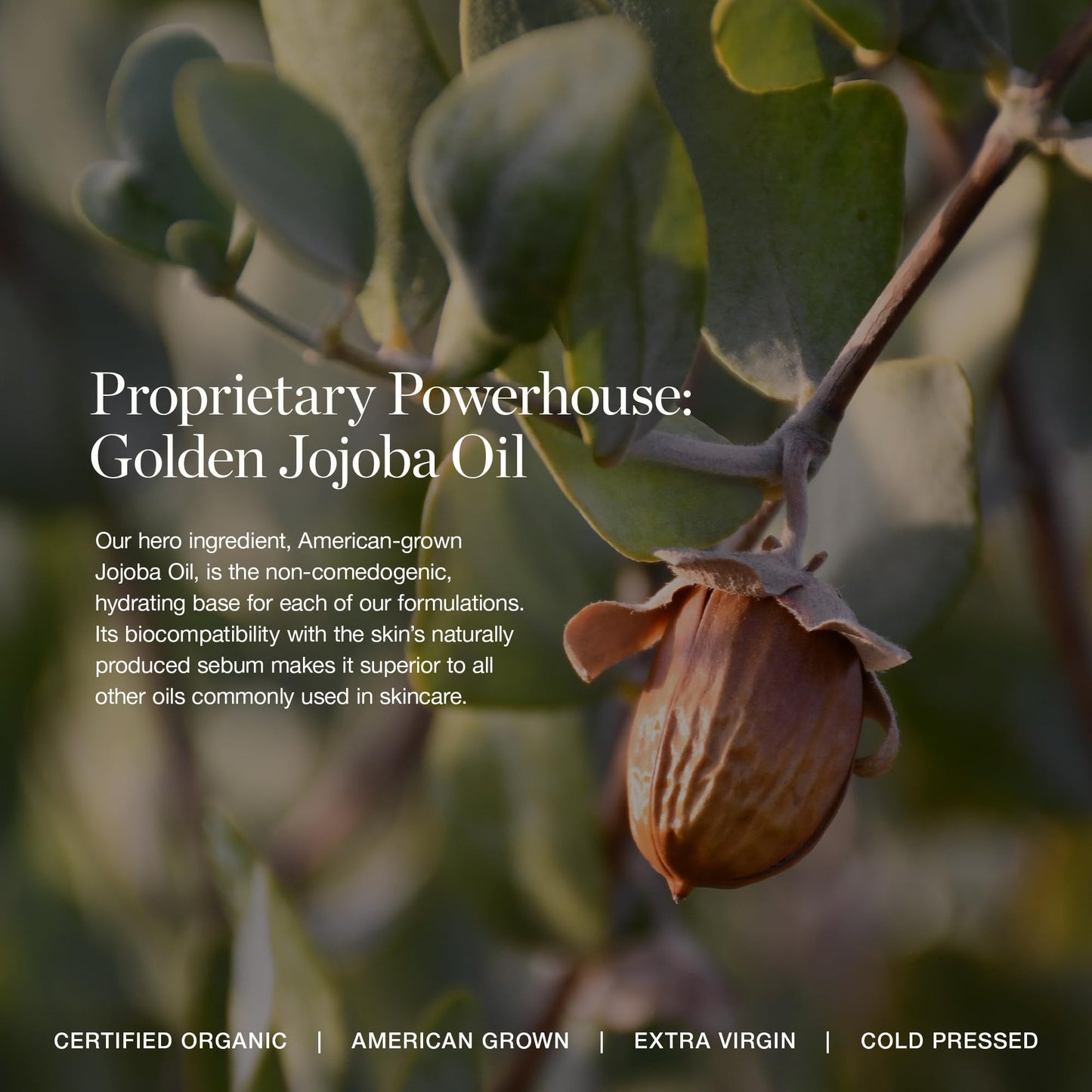 Ogee Complexion Perfecting Liquid Foundation - Lightweight Tinted Moisturizer with Vitamin C & Jojoba Oil, Fair Pink-Beige, Organic