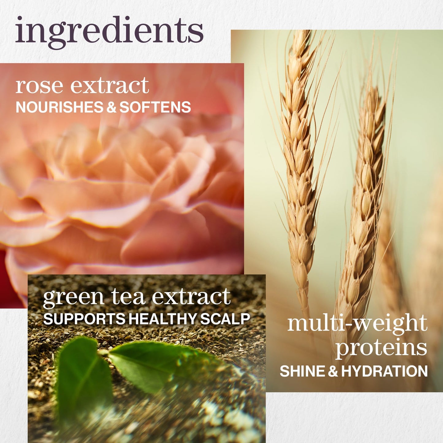 Pureology Hydrate Shampoo - For Dry or Color Treated Hair, Moisturizing Shampoo For Hydration & Softness, With Rose Extract & Green Tea, Vegan & Sulfate-Free, 9 Fl Oz