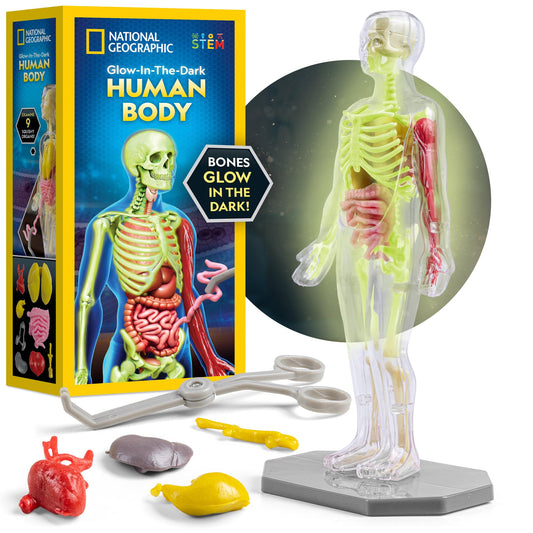 National Geographic 32-Piece Human Body Model for Kids – Glows in Dark, Interactive Anatomy Kit with Bones, Organs & Muscles