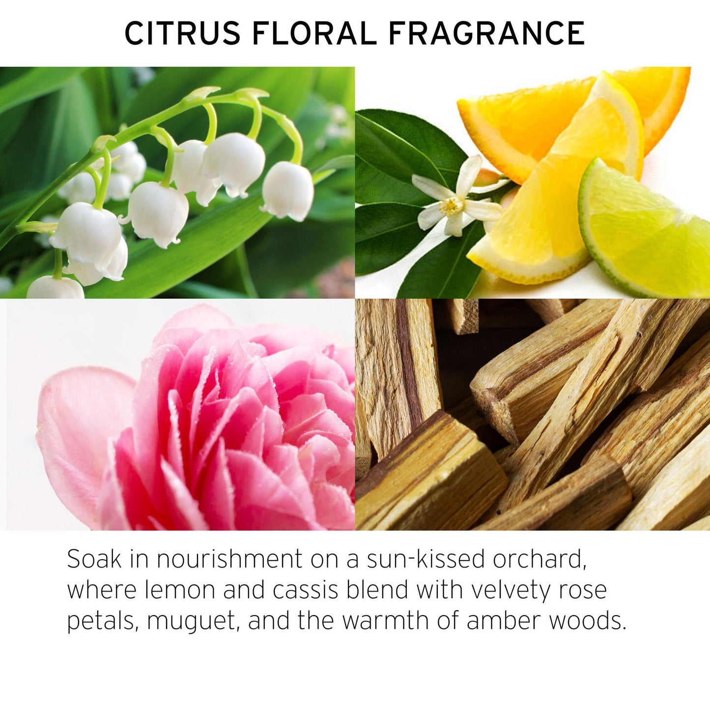 Fekkai Technician Color Conditioner - 8.5 oz - Extends Vibrancy of Color-Treated Hair - Free of Sulfates, Parabens, Phthalates - Vegan, Cruelty-Free